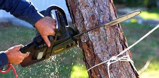 Best Tree Disease Treatment  in De Witt, NY