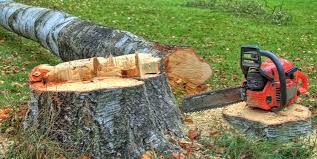 Best Fruit Tree Pruning  in De Witt, NY