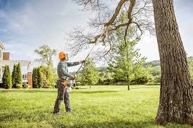 Best Hedge Trimming  in De Witt, NY