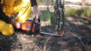 Best Tree Risk Assessment  in De Witt, NY