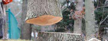 Best Hazardous Tree Removal  in De Witt, NY