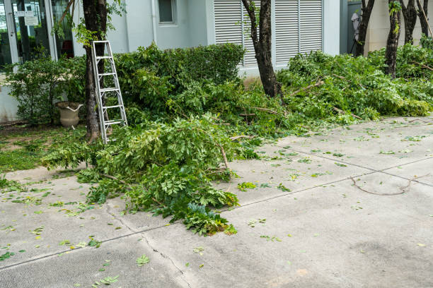 Best Tree and Shrub Care  in De Witt, NY