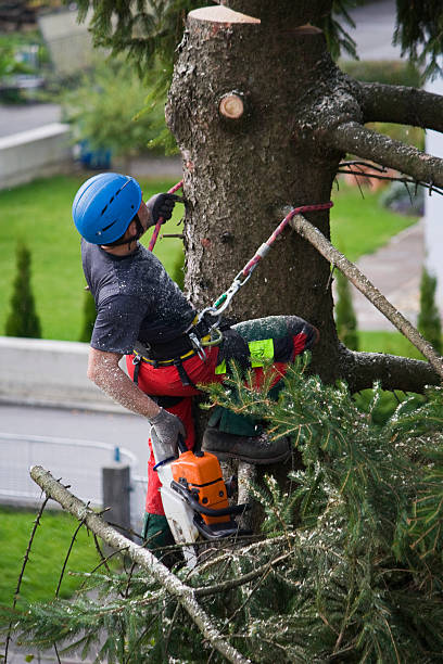 Best Storm Damage Tree Cleanup  in De Witt, NY